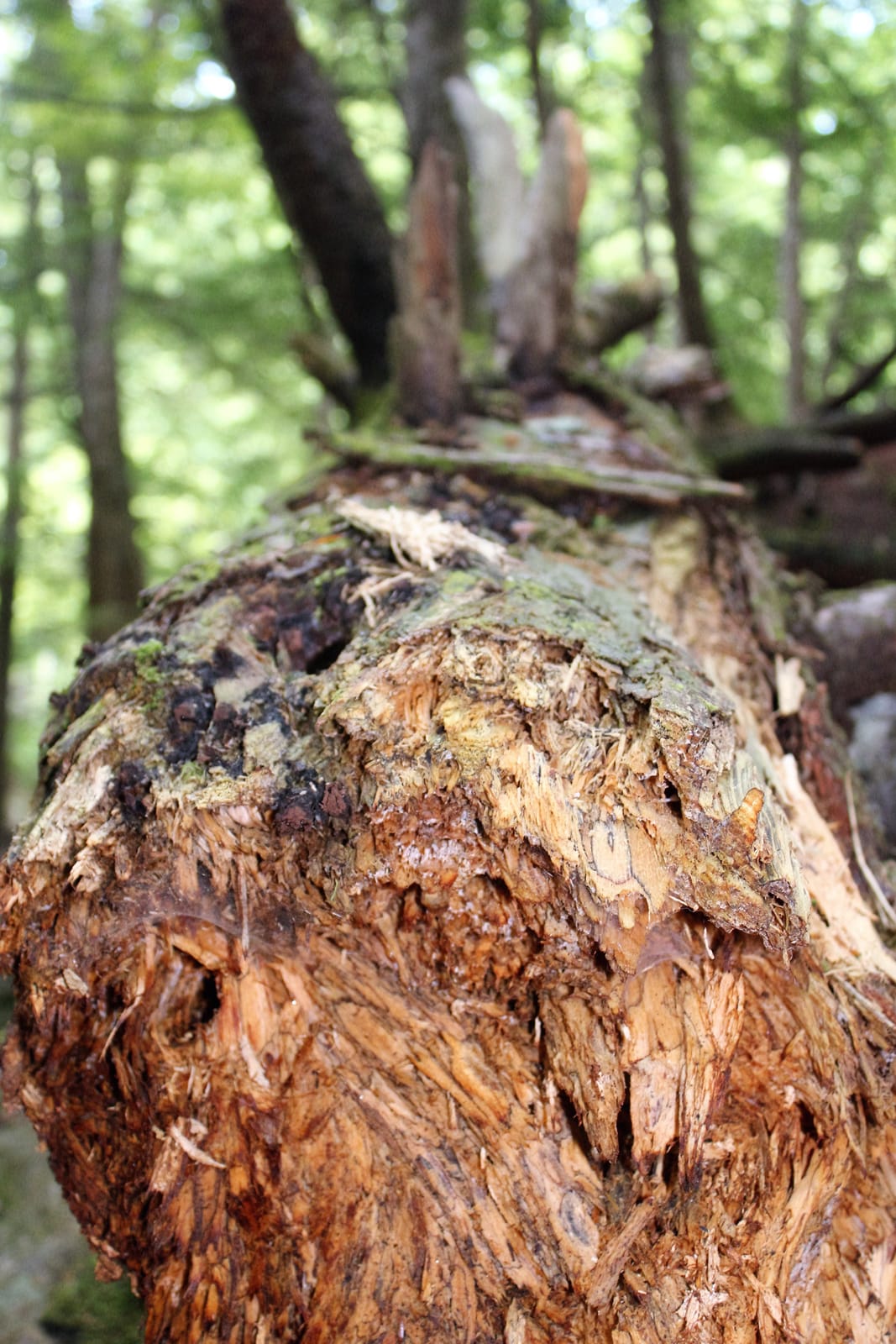 Onsite timber processing